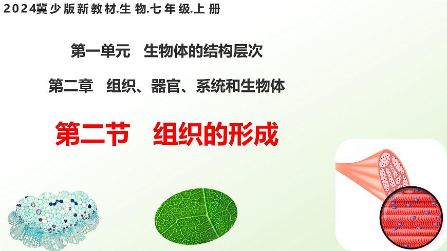【核心素養(yǎng)】晉少版（2024）生物七年級上冊 1.2.2 組織的形成 同步課件第1頁