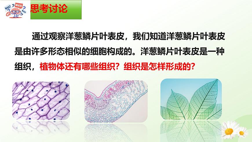 【核心素養(yǎng)】晉少版（2024）生物七年級上冊 1.2.2 組織的形成 同步課件第2頁