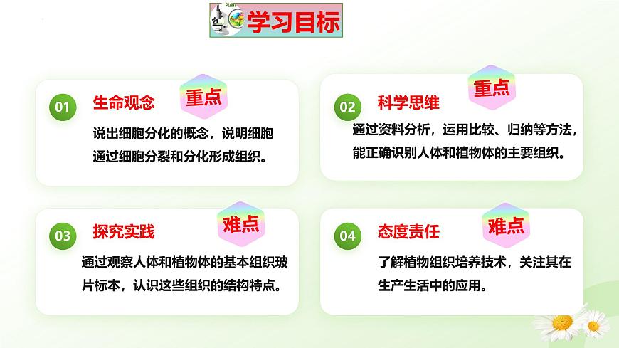 【核心素養(yǎng)】晉少版（2024）生物七年級上冊 1.2.2 組織的形成 同步課件第3頁