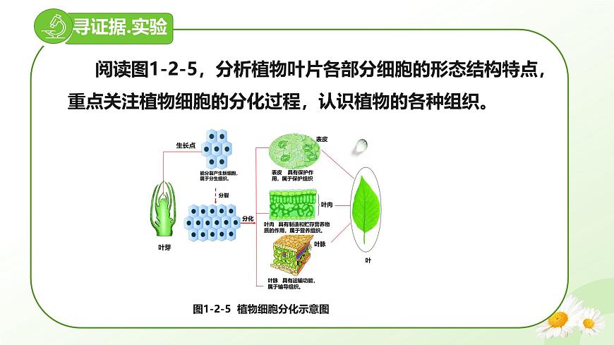 【核心素養(yǎng)】晉少版（2024）生物七年級上冊 1.2.2 組織的形成 同步課件第4頁