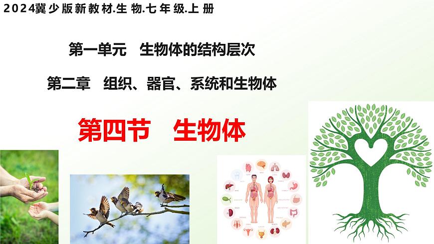 【核心素養(yǎng)】晉少版（2024）生物七年級上冊 1.2.4  生物體 同步課件第1頁