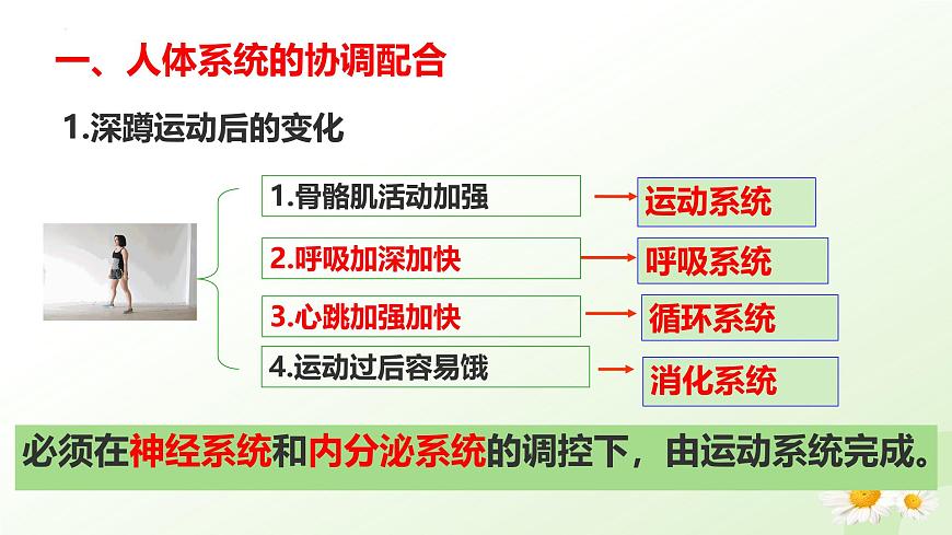 【核心素養(yǎng)】晉少版（2024）生物七年級上冊 1.2.4  生物體 同步課件第5頁