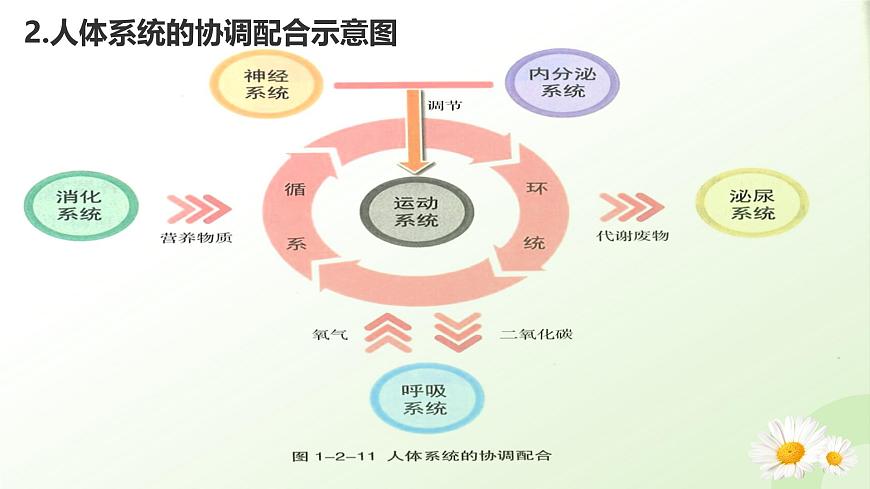 【核心素養(yǎng)】晉少版（2024）生物七年級上冊 1.2.4  生物體 同步課件第6頁