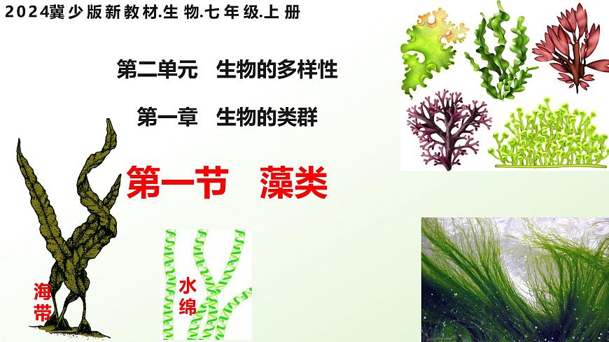 【核心素養(yǎng)】晉少版（2024）生物七年級(jí)上冊(cè) 2.1.1  藻類 同步課件第4頁(yè)