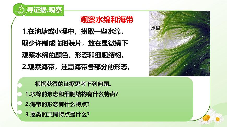 【核心素養(yǎng)】晉少版（2024）生物七年級(jí)上冊(cè) 2.1.1  藻類 同步課件第7頁(yè)