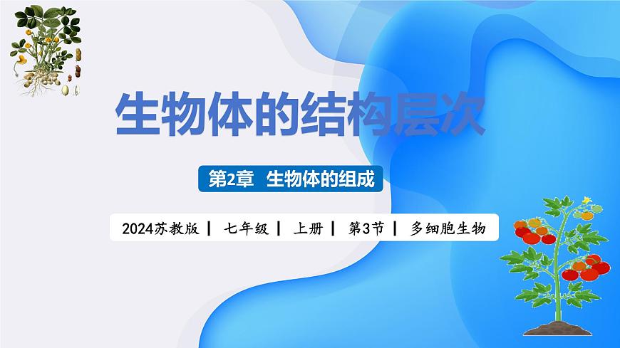 【核心素養(yǎng)】蘇教版（2024）生物七年級上冊 1.2.3 多細胞生物（教學課件）第1頁