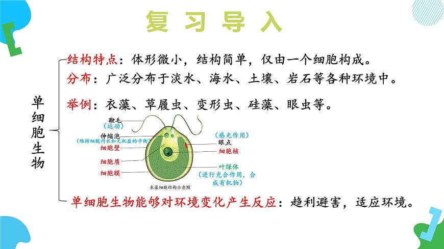 【核心素養(yǎng)】蘇教版（2024）生物七年級上冊 1.2.3 多細胞生物（教學課件）第5頁