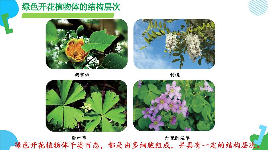 【核心素養(yǎng)】蘇教版（2024）生物七年級上冊 1.2.3 多細胞生物（教學課件）第7頁