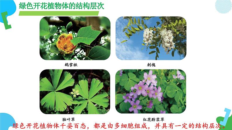 【核心素养】苏教版(2024)生物七年级上册 1.2.3 多细胞生物(教学课件+同步练习)07