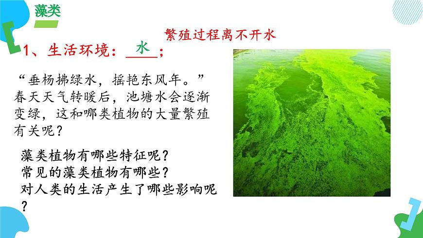【核心素養(yǎng)】蘇教版（2024）生物七年級上冊 2.3.1 藻類和苔蘚植物、蕨類植物（教學(xué)課件）第7頁