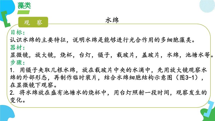 【核心素養(yǎng)】蘇教版（2024）生物七年級上冊 2.3.1 藻類和苔蘚植物、蕨類植物（教學(xué)課件）第8頁