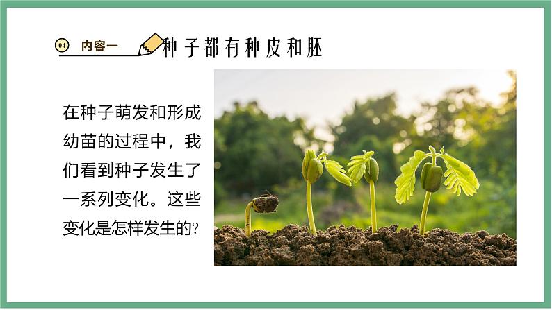 【北师大版】七上生物 3.5.1种子萌发形成幼苗 课件08
