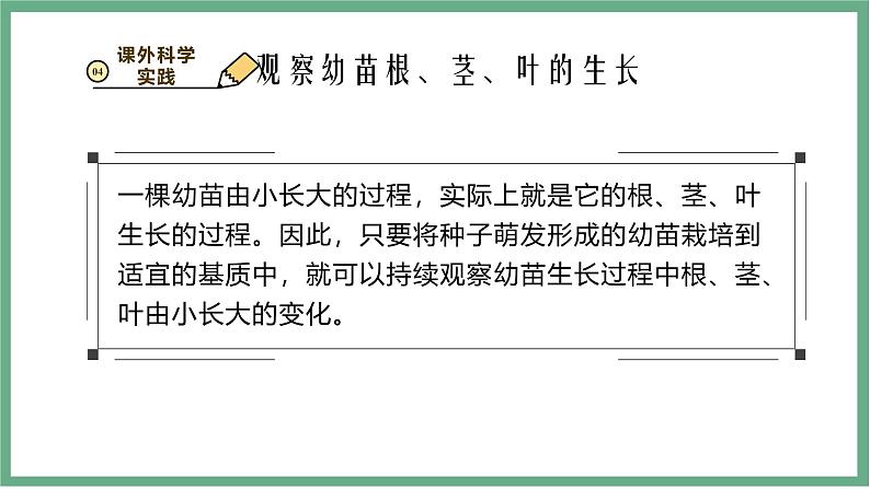 【北师大版】七上生物 3.5.2营养器官的生长 课件07