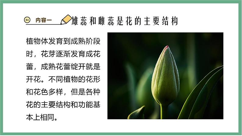 【北师大版】七上生物 3.5.3生殖器官的生长 课件07