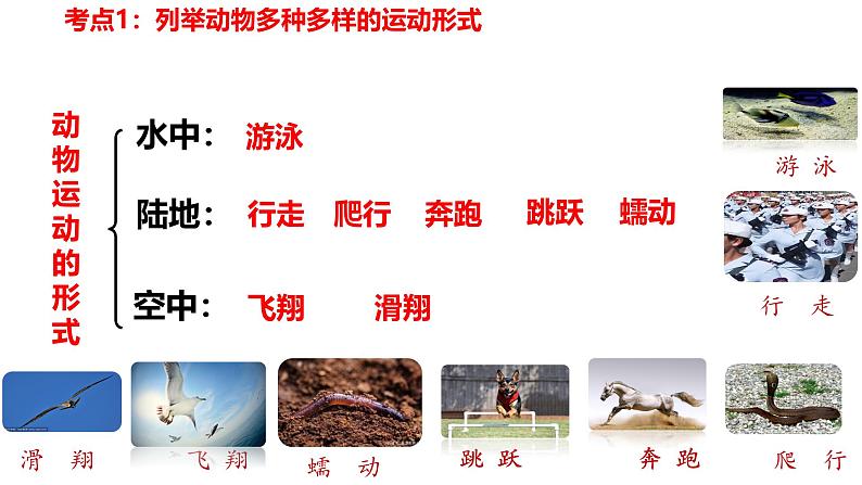 【人教版八上生物期中复习考点梳理+临考押题】第二、三章 动物的运动和行为及其在生物圈中的作用(串讲课件)04