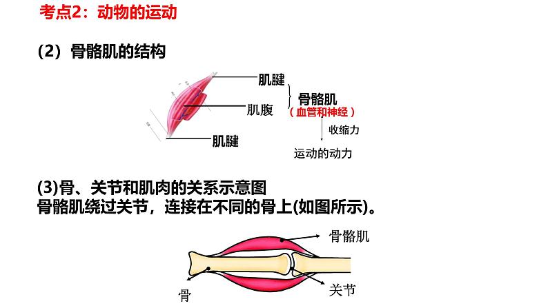 【人教版八上生物期中复习考点梳理+临考押题】第二、三章 动物的运动和行为及其在生物圈中的作用(串讲课件)06