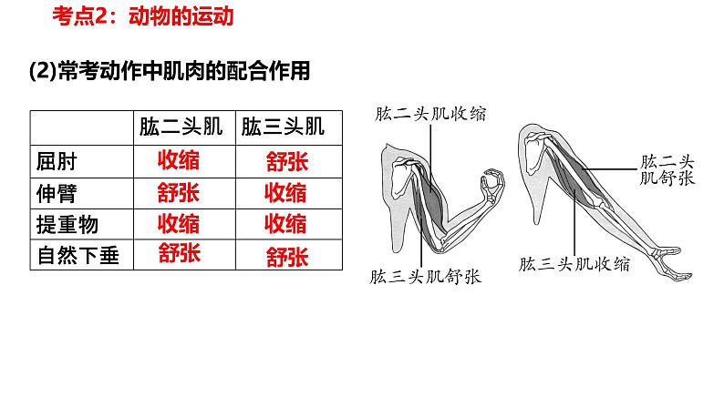【人教版八上生物期中复习考点梳理+临考押题】第二、三章 动物的运动和行为及其在生物圈中的作用(串讲课件)08
