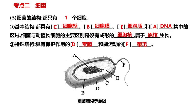 【人教版八上生物期中复习考点梳理+临考押题】第四、五章 细菌、真菌和病毒(串讲课件)08
