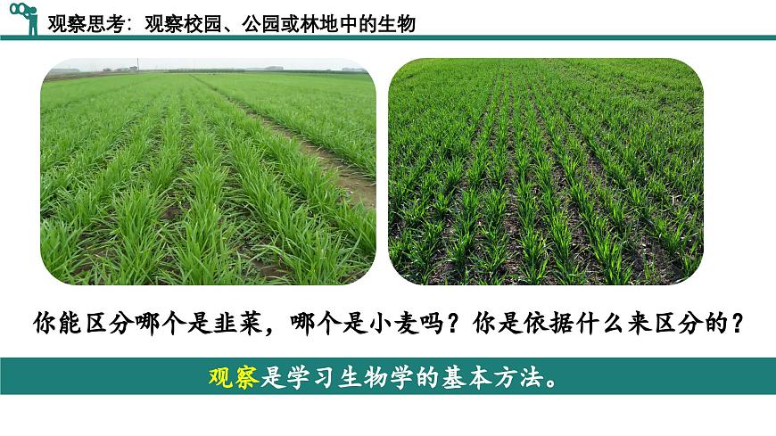 【核心素養(yǎng)】人教版生物七年級(jí)上冊 1.1.1 觀察周邊環(huán)境中的生物（教學(xué)課件）第5頁