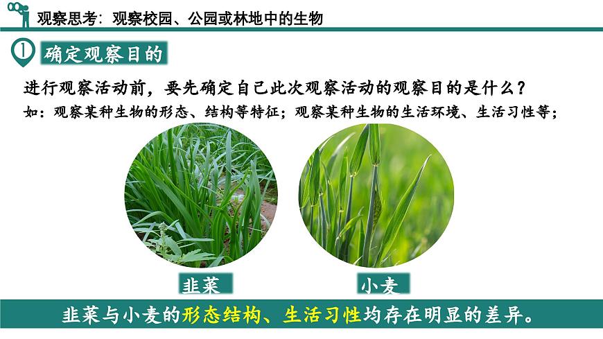 【核心素養(yǎng)】人教版生物七年級(jí)上冊 1.1.1 觀察周邊環(huán)境中的生物（教學(xué)課件）第6頁