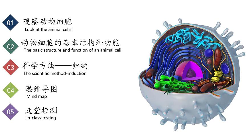 【核心素養(yǎng)】人教版生物七年級(jí)上冊(cè) 1.2.3 動(dòng)物細(xì)胞（教學(xué)課件）第2頁(yè)