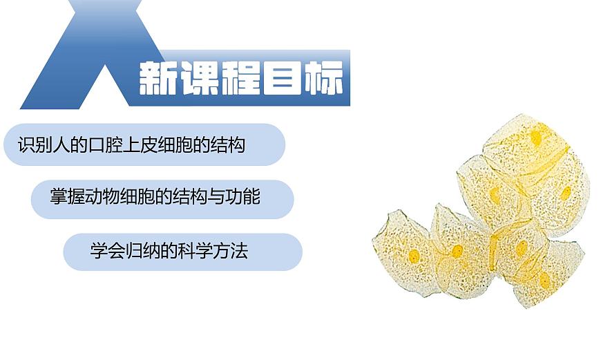 【核心素養(yǎng)】人教版生物七年級(jí)上冊(cè) 1.2.3 動(dòng)物細(xì)胞（教學(xué)課件）第3頁(yè)