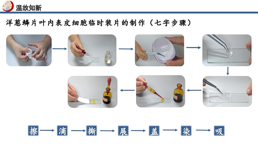 【核心素養(yǎng)】人教版生物七年級(jí)上冊(cè) 1.2.3 動(dòng)物細(xì)胞（教學(xué)課件）第4頁(yè)