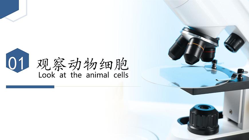 【核心素養(yǎng)】人教版生物七年級(jí)上冊(cè) 1.2.3 動(dòng)物細(xì)胞（教學(xué)課件）第6頁(yè)