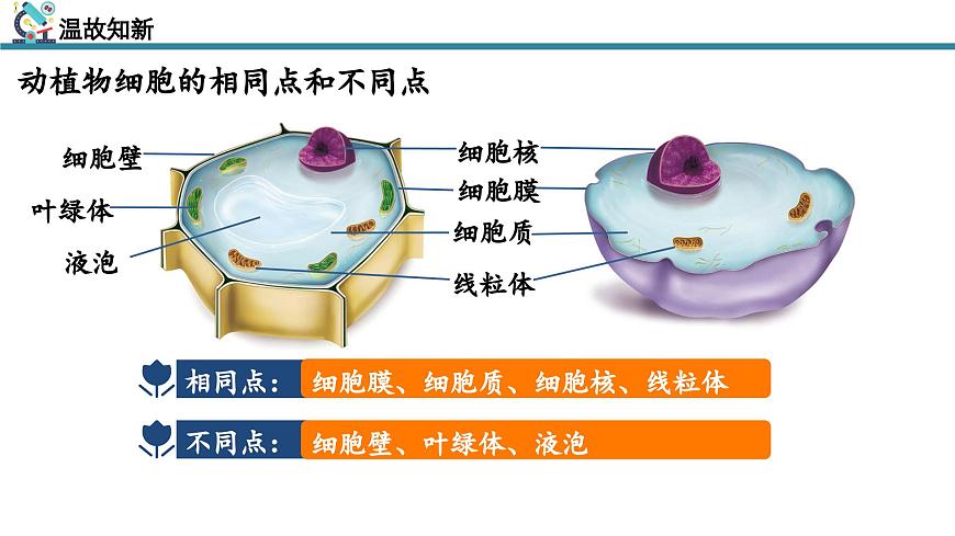 【核心素養(yǎng)】人教版生物七年級(jí)上冊(cè) 1.2.4 細(xì)胞的生活（教學(xué)課件）第4頁(yè)