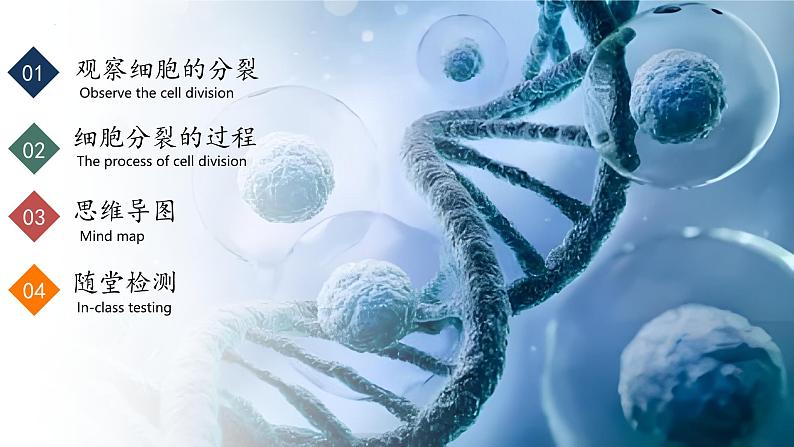 【核心素养】人教版生物七年级上册 1.3.1 细胞通过分裂产生新细胞(教学课件+同步教案+同步练习)02
