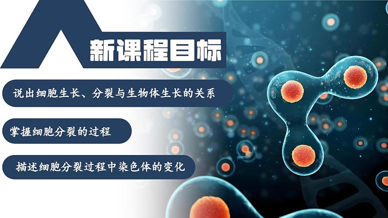 【核心素养】人教版生物七年级上册 1.3.1 细胞通过分裂产生新细胞(教学课件+同步教案+同步练习)03