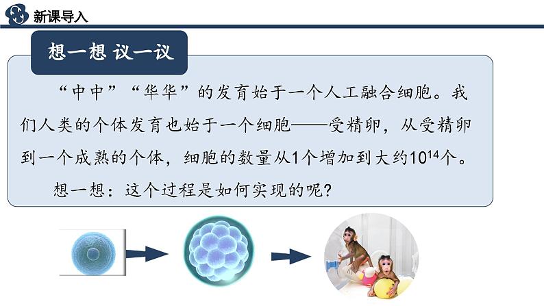 【核心素养】人教版生物七年级上册 1.3.1 细胞通过分裂产生新细胞(教学课件+同步教案+同步练习)04