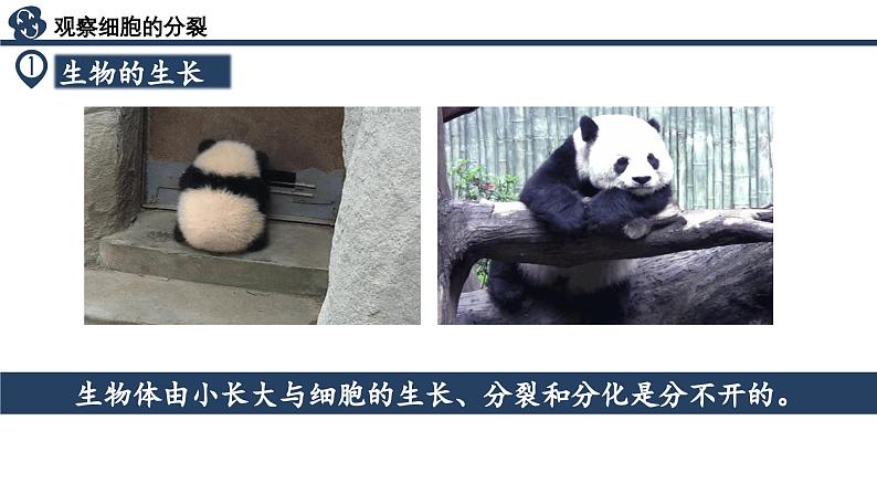 【核心素养】人教版生物七年级上册 1.3.1 细胞通过分裂产生新细胞(教学课件+同步教案+同步练习)06
