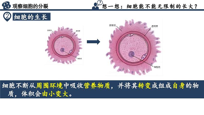 【核心素养】人教版生物七年级上册 1.3.1 细胞通过分裂产生新细胞(教学课件+同步教案+同步练习)07