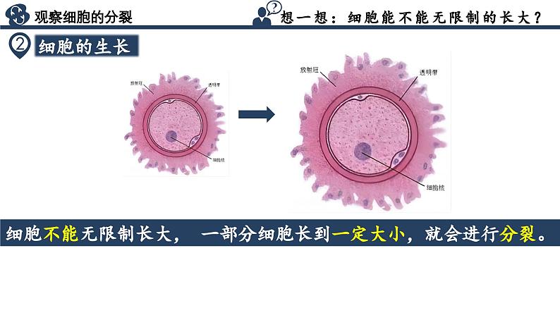 【核心素养】人教版生物七年级上册 1.3.1 细胞通过分裂产生新细胞(教学课件+同步教案+同步练习)08