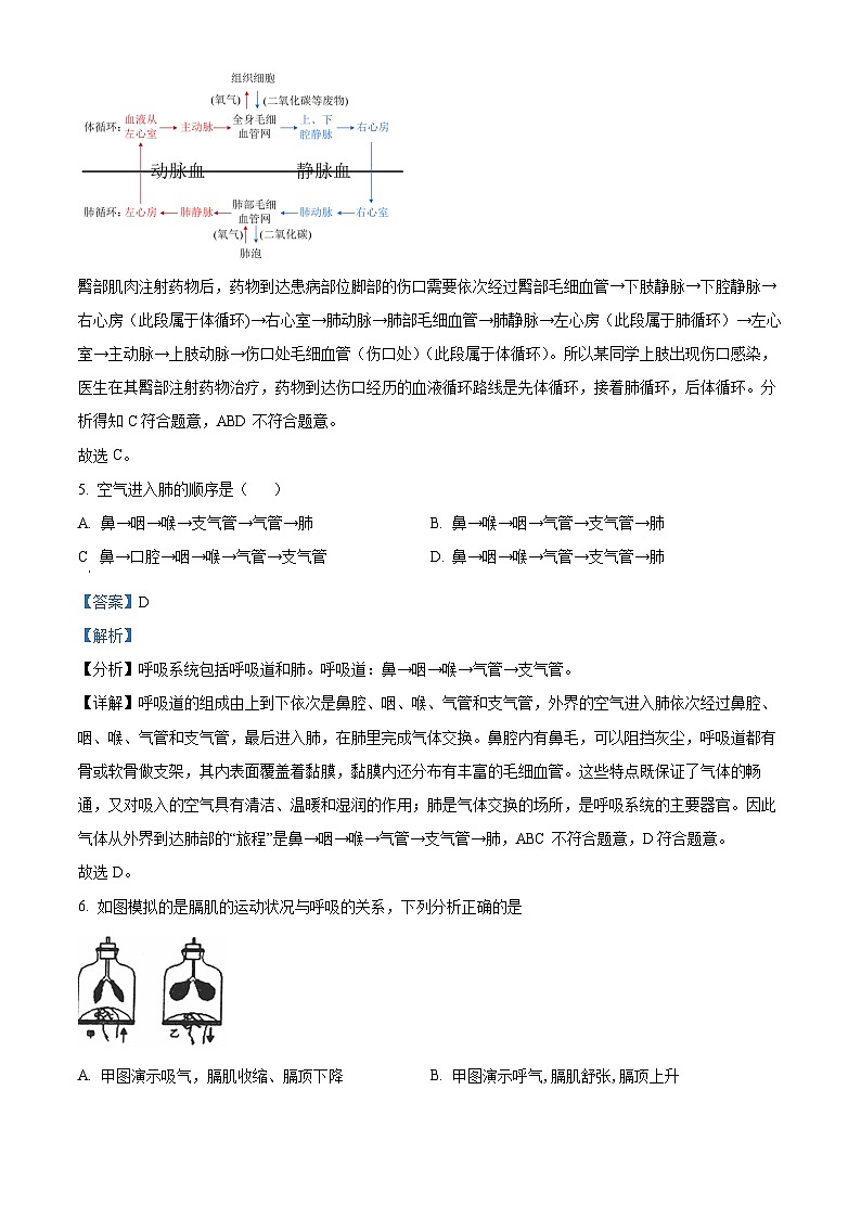 广西河池市凤山县2023-2024学年七年级下学期期末生物学试题(解析版)第3页
