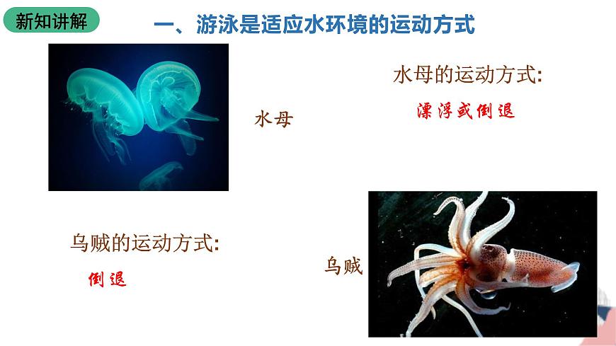 北師大版生物八上5.15.1《動物運動的方式》課件第5頁