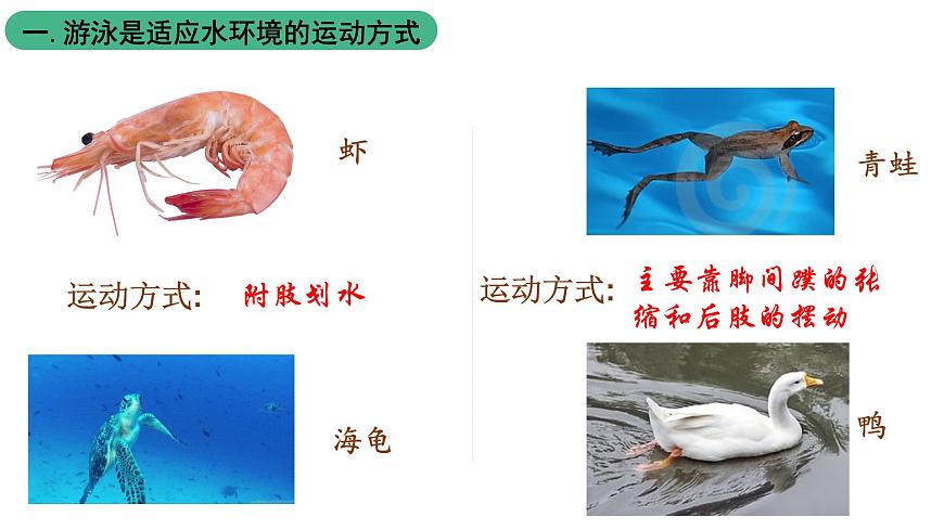 北師大版生物八上5.15.1《動物運動的方式》課件第6頁