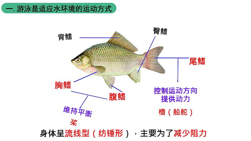 北師大版生物八上5.15.1《動物運動的方式》課件第7頁