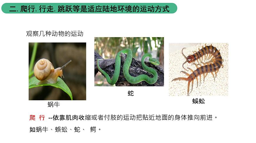 北師大版生物八上5.15.1《動物運動的方式》課件第8頁