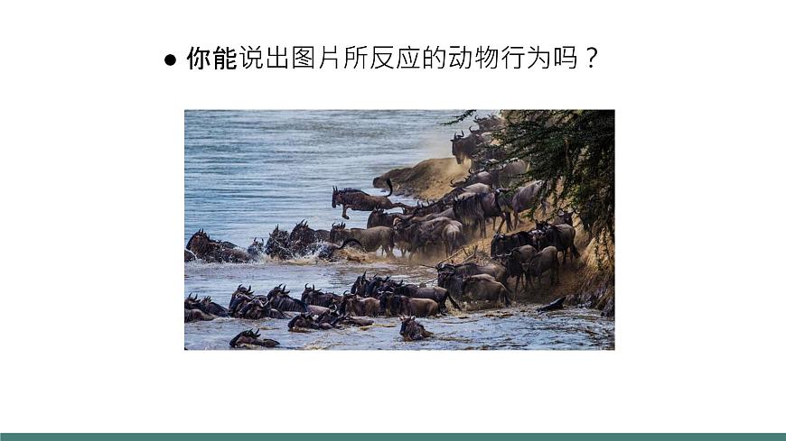 北師大版生物八上16.1《先天性行為和后天學(xué)習(xí)行為》課件第7頁
