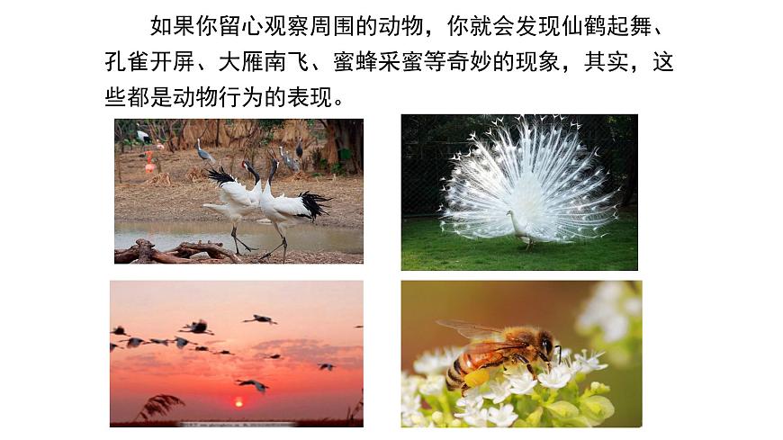 北師大版生物八上5.16.2《動(dòng)物行為的主要類型》課件第3頁
