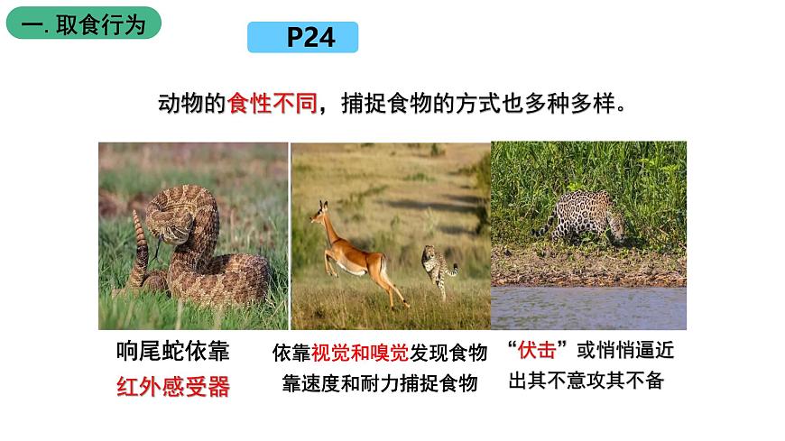 北師大版生物八上5.16.2《動(dòng)物行為的主要類型》課件第7頁