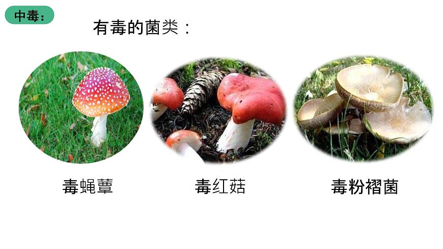 北師大版生物八上18.22《微生物與人類的關(guān)系》課件第8頁(yè)