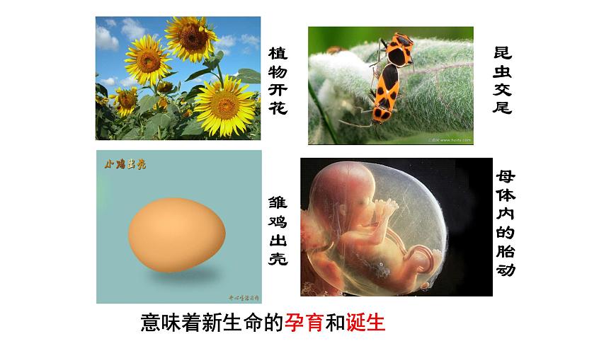 北師大版生物八上6.19.1《人的生殖和發(fā)育》課件第6頁(yè)