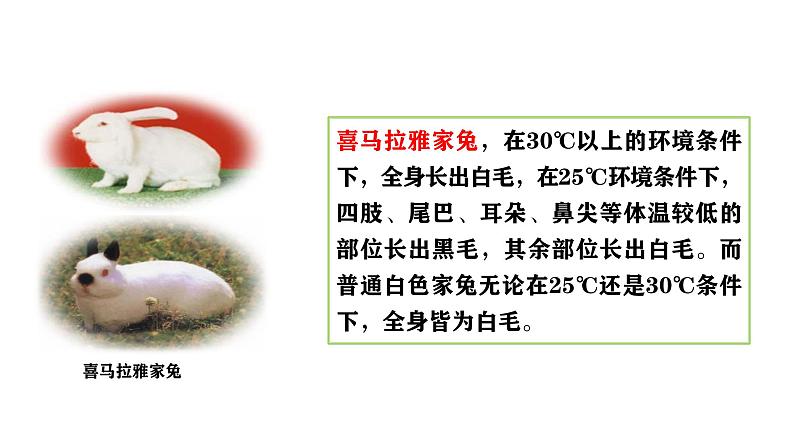 北师大版生物八上6.20.5《遗传与环境》课件第7页
