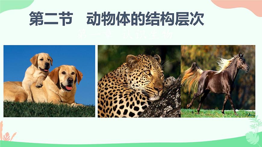 【核心素養(yǎng)】人教版初中生物七年級上冊1.3.2《動物體的結構層次》課件第1頁