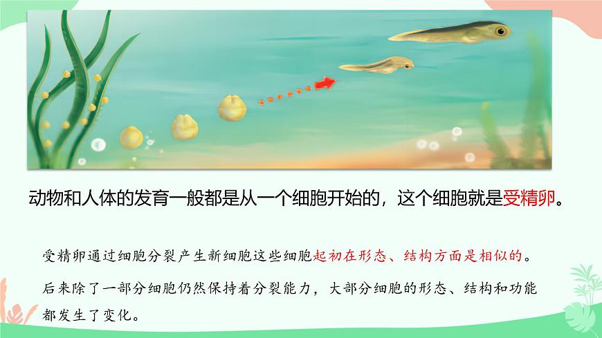 【核心素養(yǎng)】人教版初中生物七年級上冊1.3.2《動物體的結構層次》課件第4頁