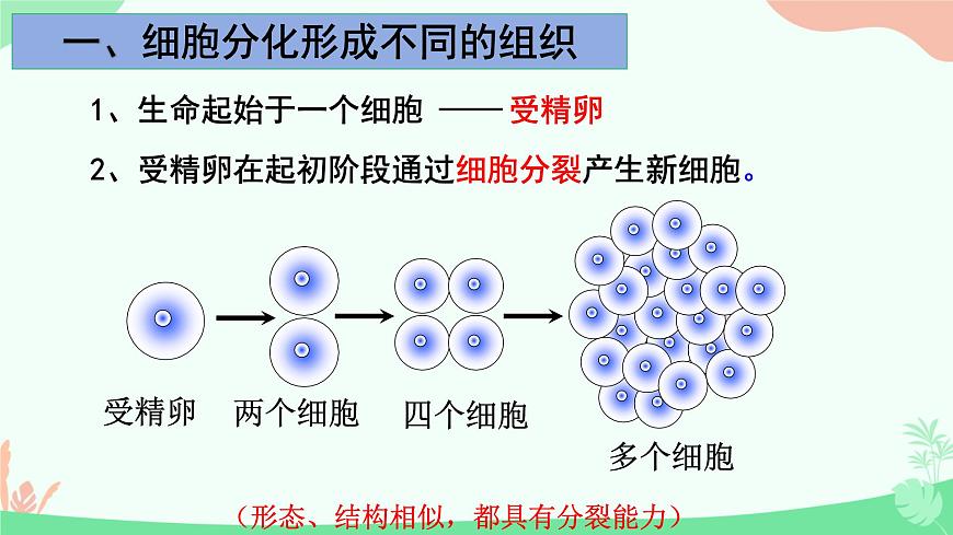 【核心素養(yǎng)】人教版初中生物七年級上冊1.3.2《動物體的結構層次》課件第6頁