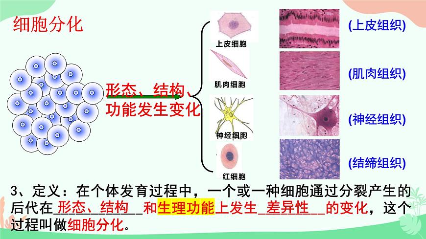 【核心素養(yǎng)】人教版初中生物七年級上冊1.3.2《動物體的結構層次》課件第7頁